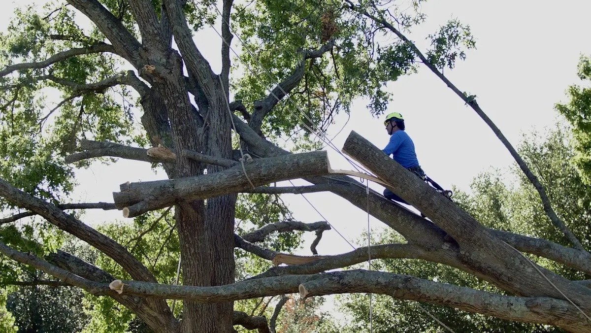 Professional Crown Thinning performed by certified arborists in Winchester Center