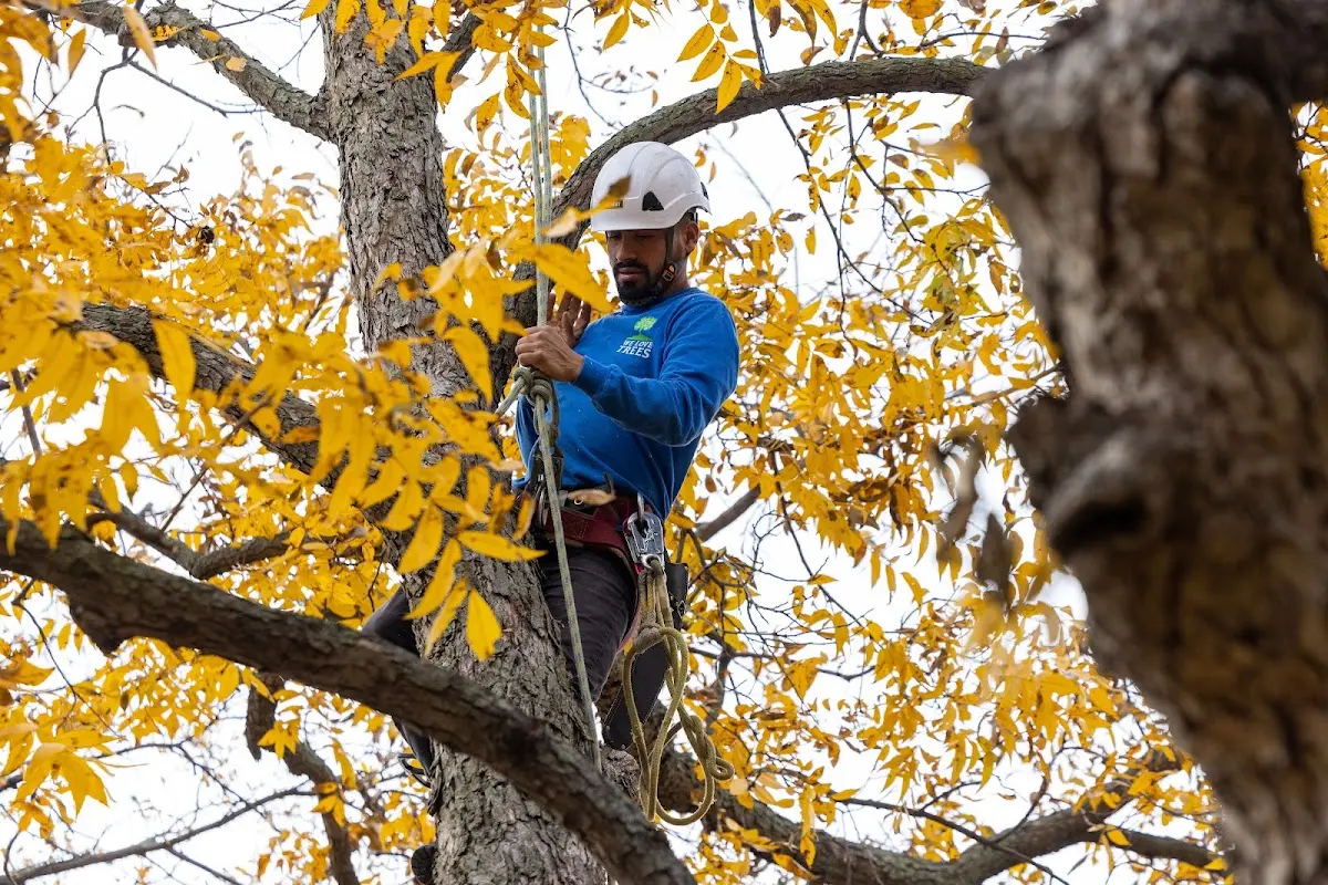 Skilled Tree Pruning crew working in Winchester Center