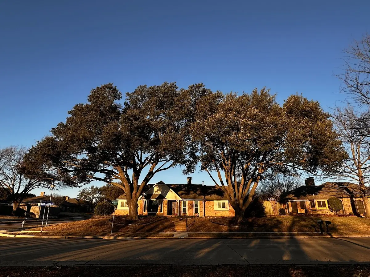 Established residential canopy tree shading a home in Winchester Center
